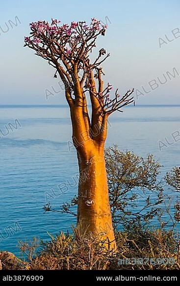 Bottle Tree (Adenium obesum) in bloom, endemic species, Socotra, Yemen, Asia.