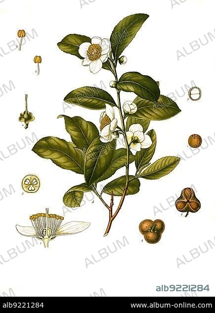 Medicinal plant, Camellia thea, Tea plant (Camellia sinensis) is a species of plant in the genus Camellia, Historic, digitally restored reproduction from a 19th century original.