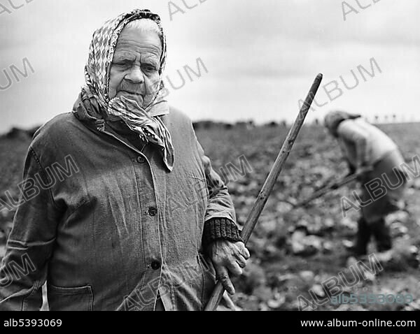 Farmwoman of an LPG, acronym for collectivised farms in the former East Germany, field work, in Borna, GDR, historical picture, ca. 1982.