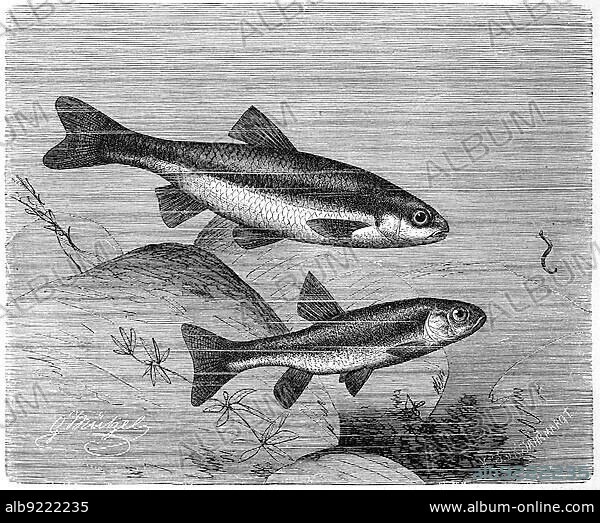 Fish, Streamer, syn. Leuciscus souffia (Telestes souffia), or Rissling, a species of fish belonging to the carp fishes and Minnow (Phoxinus phoxinus), also Bitterfish, Maipiere or Pfrille, Leuciscus phoxinus, Historic, digitally restored reproduction from a 19th century original.