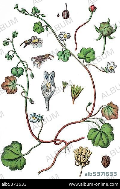 Ivy-leaved toadflax or Kenilworth ivy (Cymbalaria muralis, syn. Linaria cymbalaria), medicinal plant, useful plant, chromolithography, 1888.