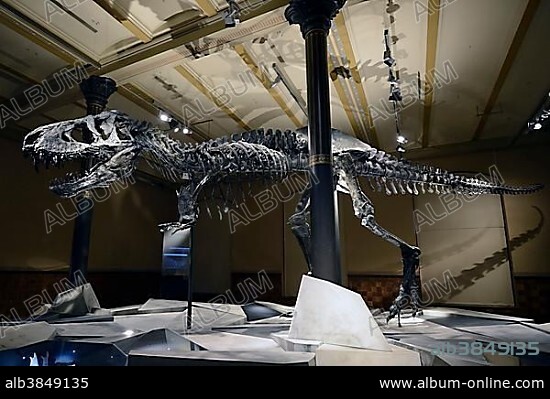 The far best preserved skeleton of Tyrannosaurus rex or T. rex, Tristan Otto, Naturkundemuseum, Natural history museum, Berlin, Germany, Europe.