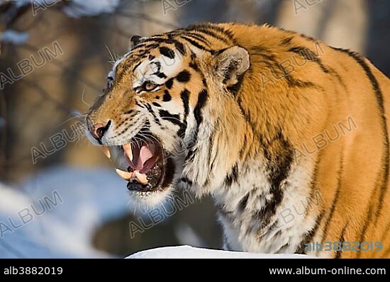 Siberian Tiger or Amur Tiger (Panthera tigris altaica) baring its teeth, captive, Saxony, Germany, Europe.