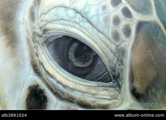 Green sea turtle (Chelonia mydas), eye, Red Sea, Hurghada, Red Sea Governorate, Egypt, Africa.