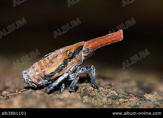 Malagasy lantern bug (Zanna madagascariensis), Anja Community Reserve, Madagascar, Africa.