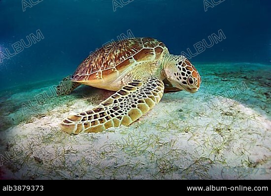 Green Sea Turtle (Chelonia mydas) eating seagrass, Balnek, Busuanga, Philippines, Asia.