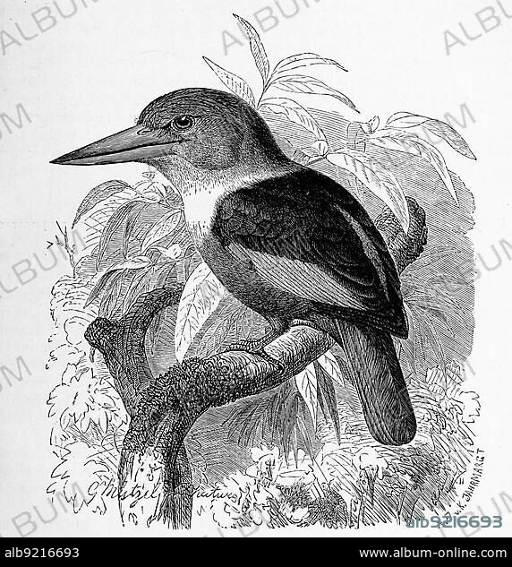 Bird, Haleyon semicoeruleus, Tree Kingfisher, Halcyon Sws., Genus of Climbing Birds of the Kingfisher Family, Historic, digitally restored reproduction from an 18th century original.