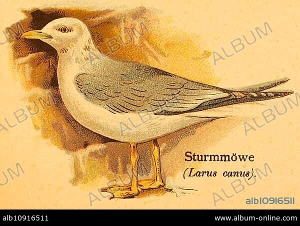 Common gull (Larus canus) side view, World of Birds, historical illustration 1890.