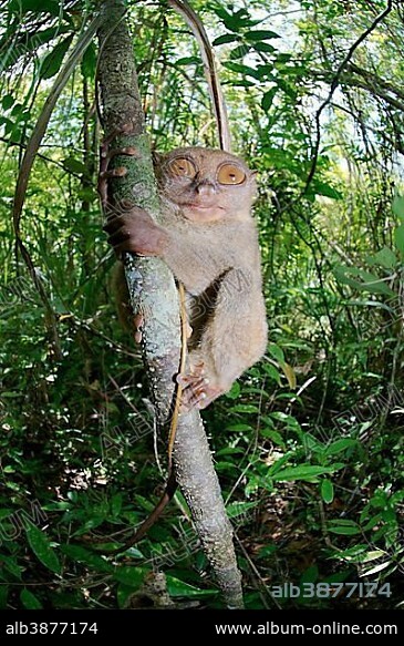 Philippine Tarsier (Carlito syrichta) in a tree, Bohol Island, Southeast Asia, Philippines, Asia.