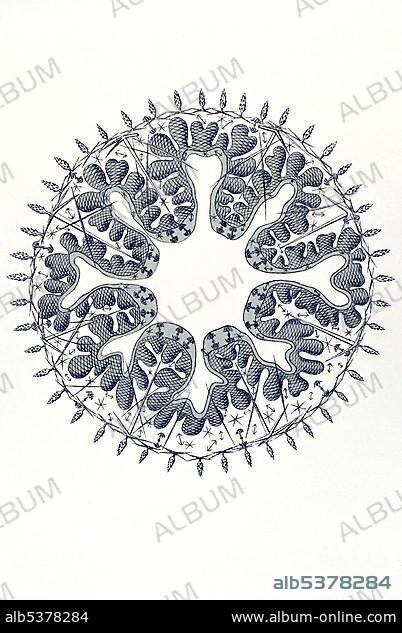 Historical illustration, Hexactinellid Sponge, Glass Sponge, Farrea, Polyopogon amadu, cross-section of a young sponge, Plate 35 from Ernst Haeckel's Kunstformen der Natur, Art Forms of Nature.