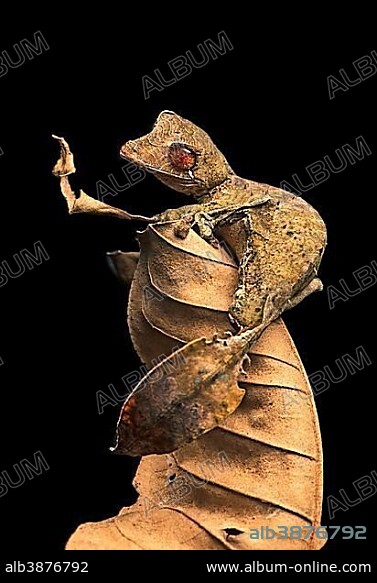 Satanic Leaf Tailed Gecko (Uroplatus phantasticus), camouflaged on dry leaves, endemic, Anjozorobe National Park, Madagascar, Africa.