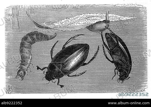 Insects, Pitch-black great silver water beetle (Hydrophilus piceus), larva, male and female with egg case, Historic, digitally restored reproduction from a 19th century original.