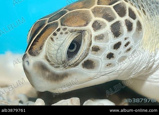 Green sea turtle (Chelonia mydas), Red Sea, Hurghada, Red Sea Governorate, Egypt, Africa.