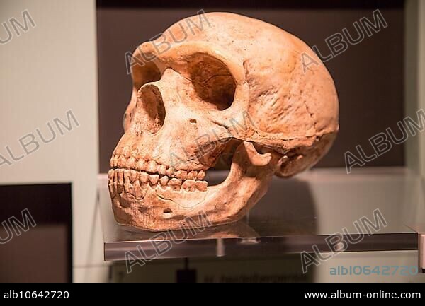 Skull of Homo Neanderthalensis, archaeology museum, Jerez de la Frontera, Cadiz Province, Spain, Europe.