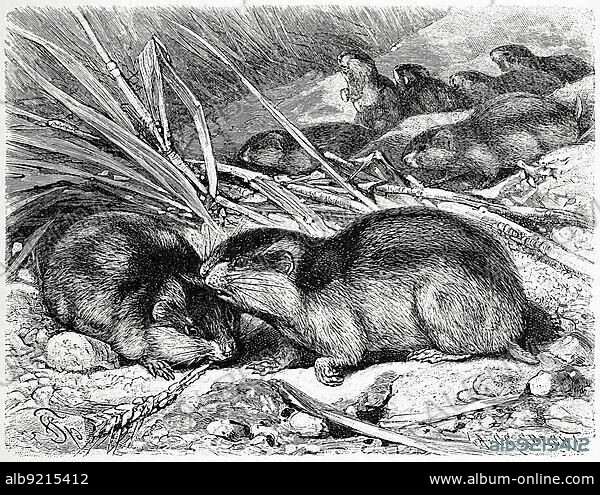 Norway lemming is one of the species of lemmings, Lemmus, from the burrowing family, Norway lemming, also known as the Norwegian lemming (Lemmus lemmus), Lemmus lemmus, is a common species of lemming, Historic, digitally restored reproduction of a 19th century original, exact original date unknown.