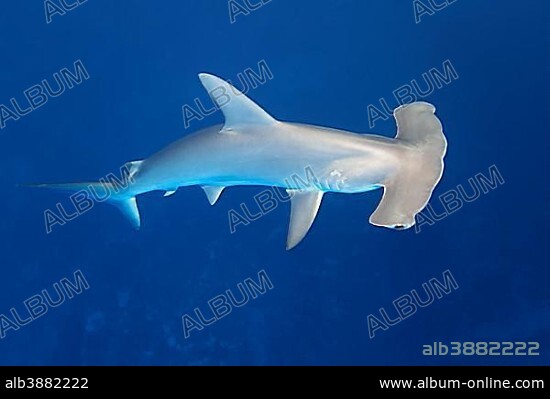 Scalloped hammerhead shark (Sphyrna lewini) swimming in open sea, Red Sea, Egypt, Africa.