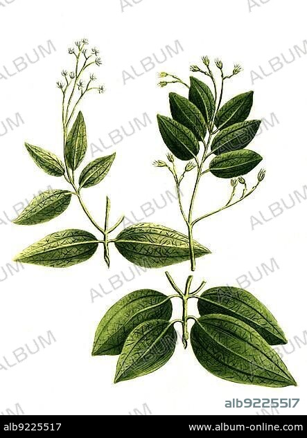Botany, Plant, cinnamomum verum (Cinnamomum zeylanicum) or Genuine Cinnamon Tree, Cinnamomum verum perpetuo, Historical, digitally restored reproduction from an 18th century original.
