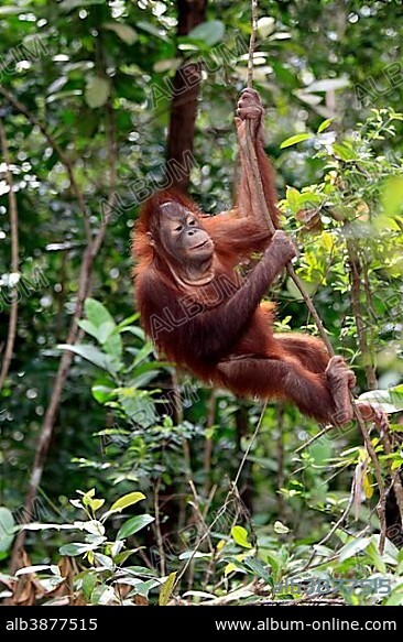 Orangutan (Pongo pygmaeus), half-grown juvenile climbing a tree, captive, Sabah, Borneo, Malaysia, Asia.