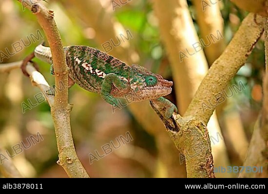 Globe-horned Chameleon (Calumma globifer), male, foraging, Madagascar, Africa.