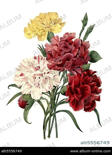 Aufrechte Studentenblume, Tagetes erecta, Pflanzenart aus der Familie der Korbblütler, Blumenstrauß mit verschiedenen Farben, digitale Reproduktion einer Originalvorlage aus dem 18. Jahrhundert, Originaldatum nicht bekannt.