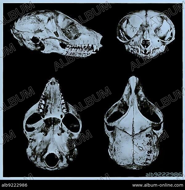 Skull bone, Research, Evolution, Research specimen, gray mouse lemur (Microcebus murinus), Primate species from the genus of mouse macaques within the group of lemurs, Historic, digitally restored reproduction of an original from the 19th century, exact original date not known.