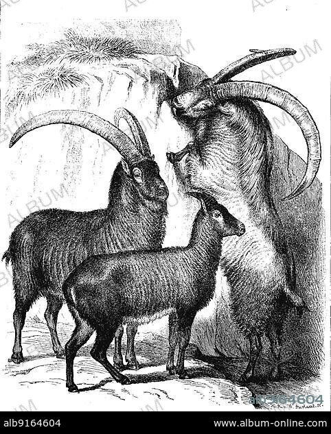 Animals, three alpine ibexes (Capra ibex), also known as ibex or bouquetin, is a species of wild goat that lives in the mountains of the European Alps, digitally restored reproduction of a 19th century original, exact original date unknown.