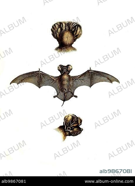 Mammals, Dinops cestoni, European Free-tailed Bat, Historic, digitally restored reproduction of an original from 1860.