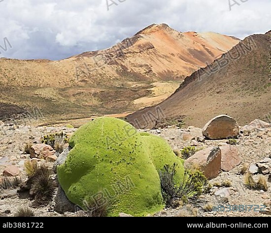 Yareta or Llareta cushion plant (Azorella compacta), Putre, Arica and Parinacota Region, Chile, South America.