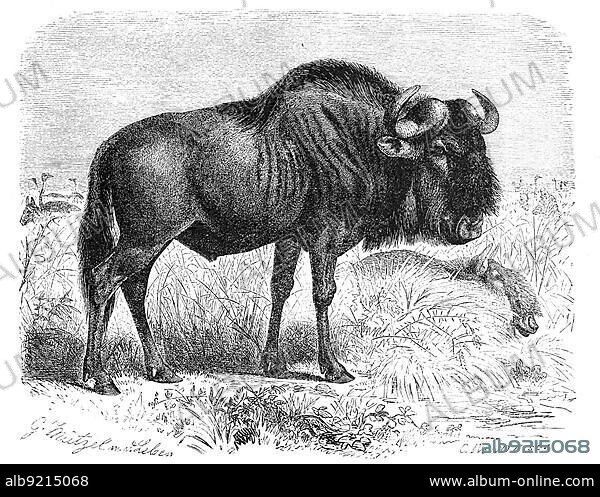 Blue wildebeest (Connochaetes taurinus), an antelope of the genus wildebeest, Historical, digitally restored reproduction from an 18th century original.