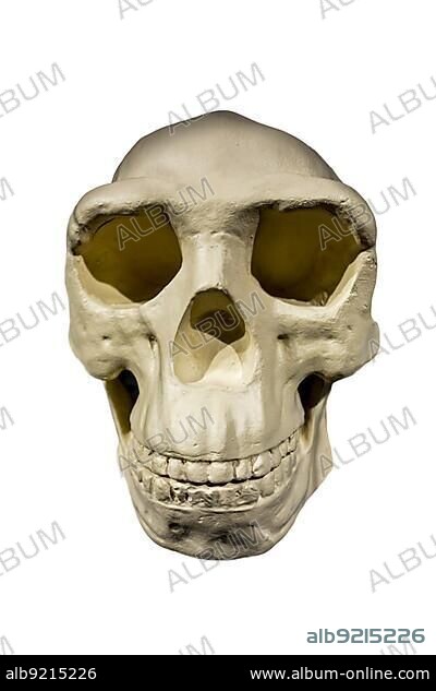 Replica of skull of Peking Man, Homo erectus pekinensis against white background.