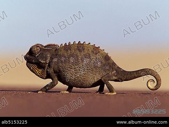 Namaqua Chameleon (Chamaeleo namaquensis), ground dwelling species, Namib desert, Namibia, Africa.