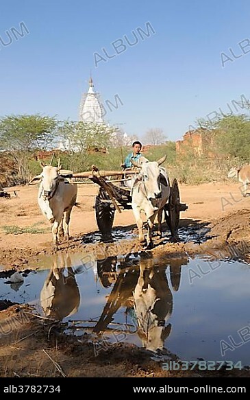 Ox cart with zebu cattle in a village near Bagan, a pagoda at the back, Myanmar, Burma, Southeast Asia, Asia.