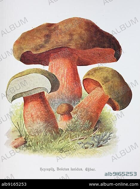 Mushroom, lurid bolete (Boletus luridus), Historical, digitally restored reproduction of an illustration by Emil Doerstling (1859-1940).