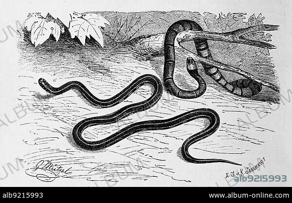 Reptiles, Blue belly adder, Blue coral snake, Calliophis bivirgata, syn. Maticora bivirgatus is a venomous species of snake in elapid snake (Elapidae) and Masked adder, Callophis Maccellandii, Elaps Maccellandii, Historic, digitally restored reproduction from a 19th century original.