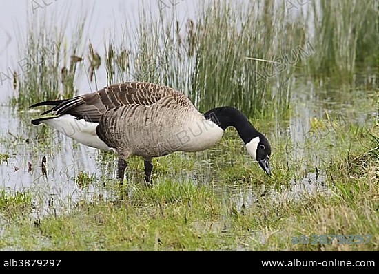 Canada Goose Branta canadensis introduced species adult feeding at edge of scrape Crossness Nature Reserve Bexley Kent England United Kingdom Europe. Album alb3879297