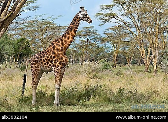 Rothschild's giraffe (Giraffa camelopardalis camelopardis) in bushland, Lake Nakuru National Park, Kenya, Africa.