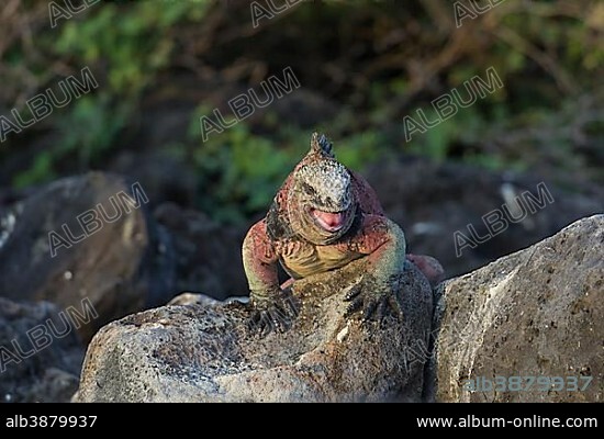 Marine Iguana (Amblyrhynchus cristatus), Floreana, Galápagos Islands, Ecuador, South America.