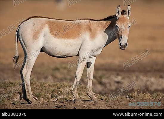 Onager wild Donkey (Equus hemionus), also Khur, endangered species, Little Rann of Kutch, Gujarat, India, Asia.