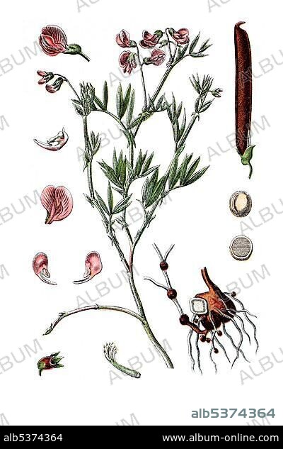 Berg-Erbse Pisum (Pisum montanum), medicinal plant, historical chromolithography, about 1796.