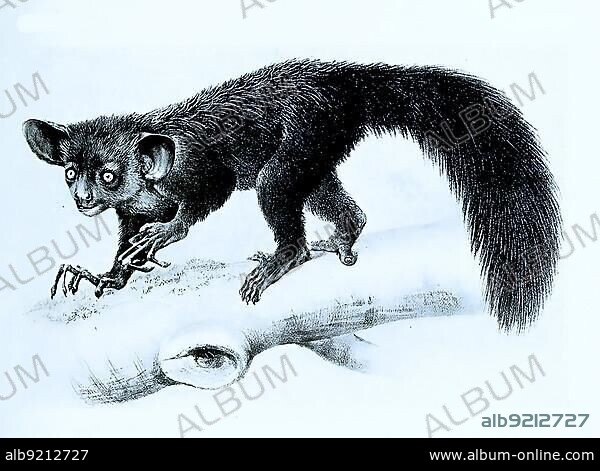Aye-aye (Daubentonia madagascariensis) or aye-aye, primate species from the group of lemurs, Historical, digitally restored reproduction of a 19th century original, exact original date unknown.