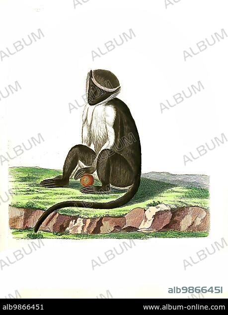 Mammals, roloway monkey (Cercopithecus roloway) a primate species of the genus guenons, Historical, digitally restored reproduction of an original from 1860.