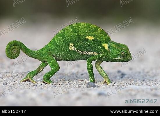 Flap-necked Chameleon (Chamaeleo dilepis), adult walking across ground, Etosha National Park, Namibia, Africa.