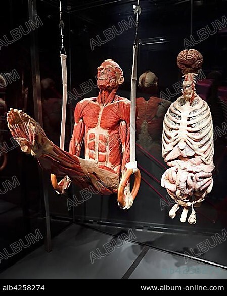 Plastinate, man as gymnast on rings, Body Worlds, Menschen Museum, Berlin, Germany, Europe.