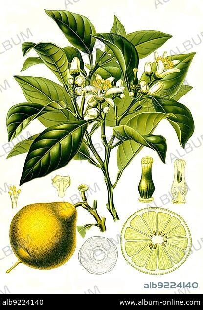 Medicinal plant, Bergamot (clementine (Citrus × citrus fruit (Citrus) (Citrus × limon), which may have originated as a hybrid of sweet lime (Citrus limetta) and bitter orange or of citron (Citrus medica) and bitter orange, Historic, digitally restored reproduction from an 18th century original.