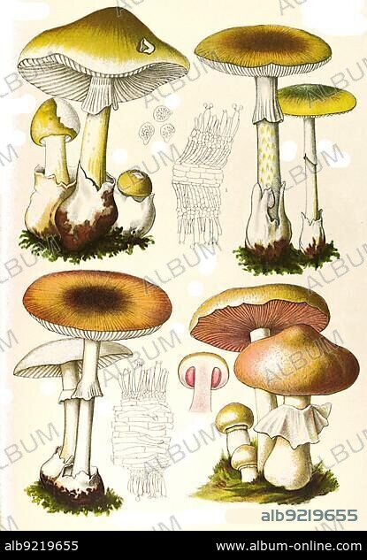 Mushroom, Amanita bulbosa, Yellow Tuberous Leaf Mushroom, and Field Leaf Mushroom, Psalliota campestris (bottom right), Historic, digitally restored reproduction from an 18th century original.