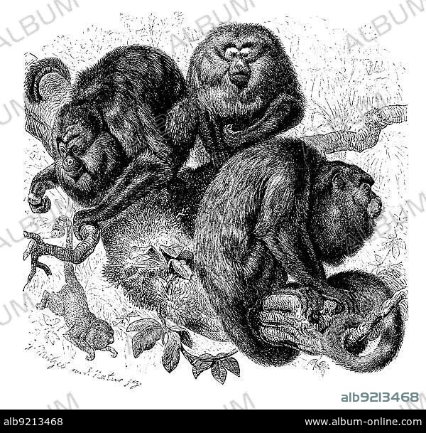 Howler monkeys (Alouatta), a primate genus from the spider-tailed monkey family, digitally restored reproduction of a 19th century original, exact original date not known.