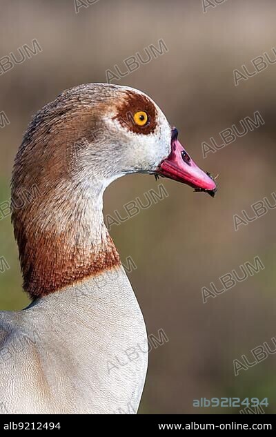 Close up of Egyptian Goose (Alopochen aegyptiacus).