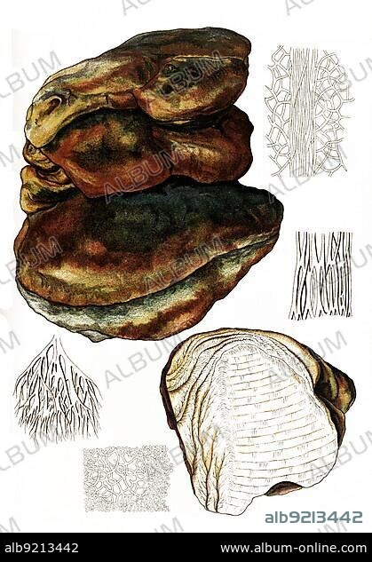 Fungus, Laricifomes officinalis, also known as Agarikon, Eburiko or China cone, is a wood-destroying fungus that causes brown rot in conifers native to Europe, Historical, digitally restored reproduction from an 18th century original.