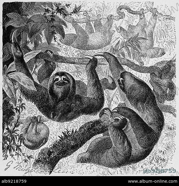 White-throated sloth or Ai, three-fingered sloth, a species of mammal in the three-fingered sloth family, pale-throated sloth (Bradypus tridactylus), occasionally known as the ai, Historic, digitally restored reproduction of an original 19th century original, exact original date unknown.