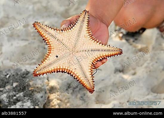 Red cushion sea star (Oreaster reticulatus), bottom view, protected species, Caya Coco Playa Pilar, Cuba, Greater Antilles, Caribbean, Central America, America, Central America.